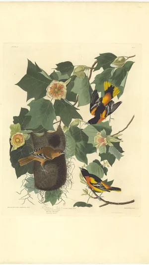 Baltimore Oriole