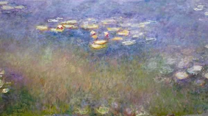 Water Lilies