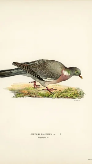 Wood Pigeon (Columba palumbus)