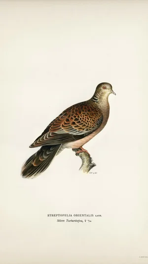 Oriental Turtle-Dove