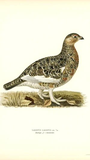 Willow Ptarmigan (Lagopus lagopus) in Autumn Plumage