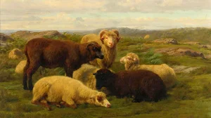 Sheep in a Meadow