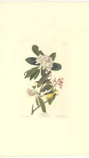 Canada Warbler (Sylvia pardalina), Plate CDLIII