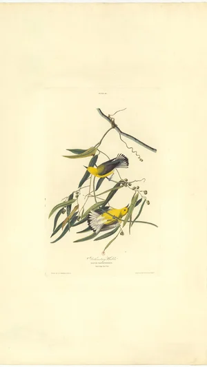 Prothonotary Warbler