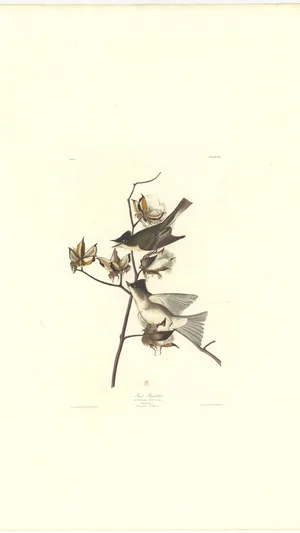 Bach's Flycatcher