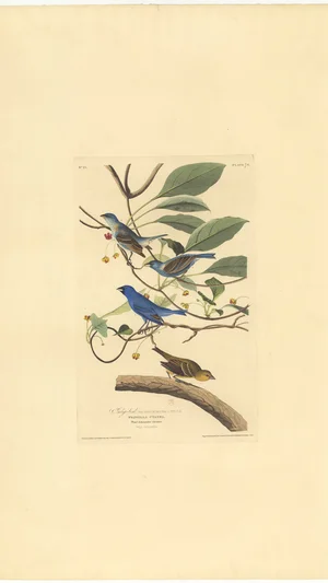 Indigo Bird