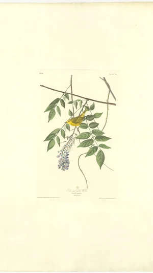 Blue-eyed Yellow Warbler (Sylvia Aestiva), Plate 93