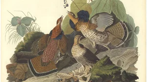 Ruffed Grouse
