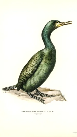 Phalacrocorax Aristotelis (European Shag)