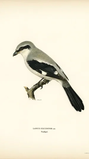 Great Grey Shrike (Lanius Excubitor)