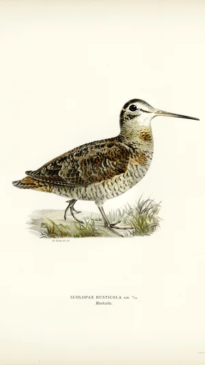 Eurasian Woodcock (Scolopax Rusticola)