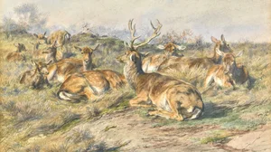 Étude de cerf