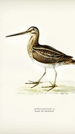 Common Snipe (Capella Gallinago)