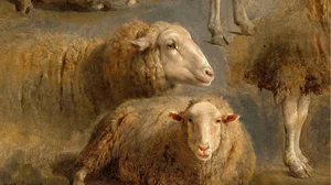 A Study of Sheep