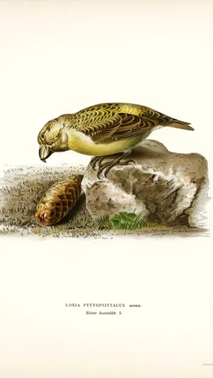 Parrot Crossbill (Loxia pytyopsittacus)