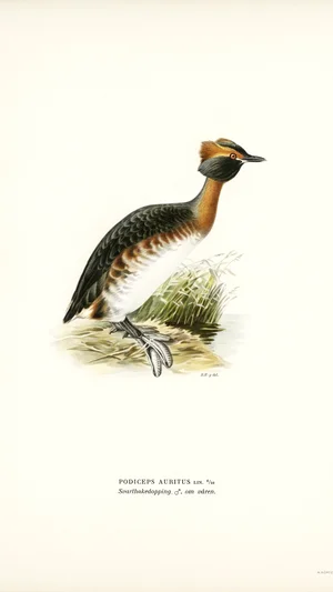 Horned Grebe