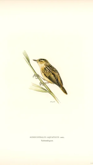 Aquatic Warbler (Acrocephalus aquaticus)