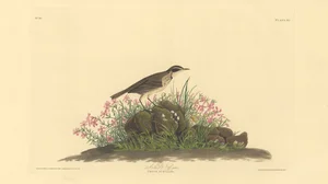 American Pipit (Anthus Ludovicianus) and Phlox Subulata