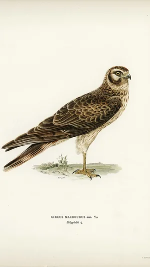 Steppe Harrier (Circus macrourus)