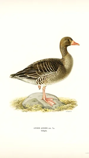 Greylag Goose (Anser Anser)