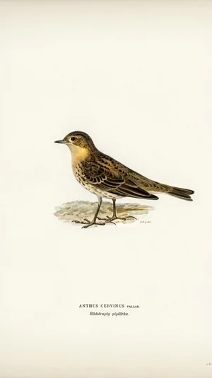 Anthus Cervinus Pallas (Pipit à gorge rousse)