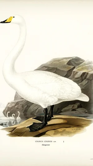 Whooper Swan (Cygnus cygnus)