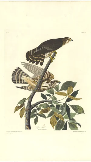 Esquimaux Hawk