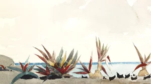 Nassau Beach with Century Plants