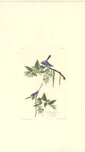 Azure Gnatcatcher