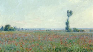 Champ de coquelicots