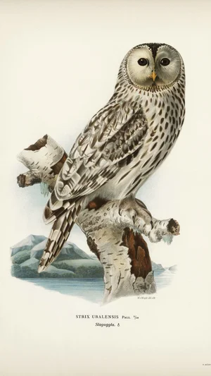 Ural Owl (Strix uralensis)