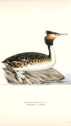 Great Crested Grebe (Podiceps Cristatus), Male in Breeding Plumage
