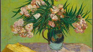 Oleanders