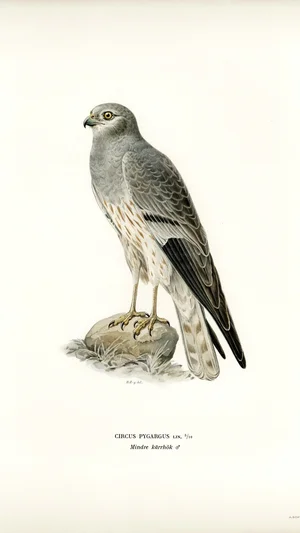 Montagu's Harrier (Circus pygargus)