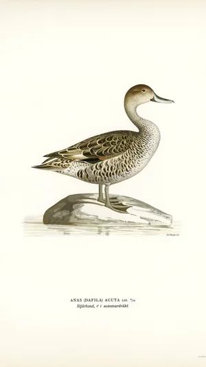 Pintail Duck (Anas Acuta)