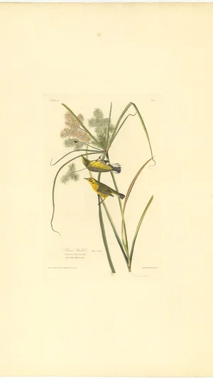 Prairie Warbler