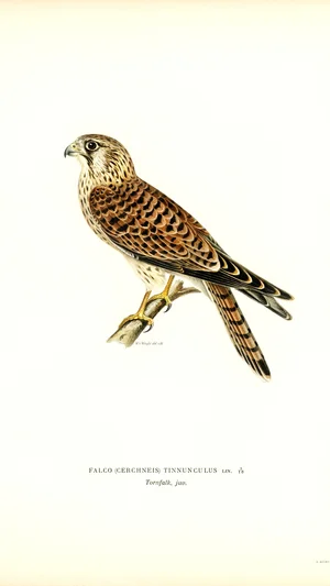 Common Kestrel (Juvenile)