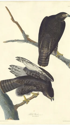 Black Hawk (Falco Harlani)