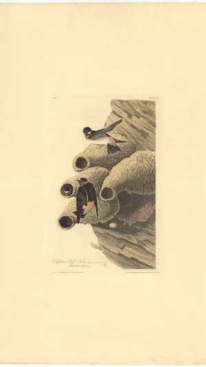 Cliff Swallows (Hirundo Fulva)