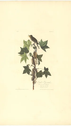 Traill's Fly-Catcher