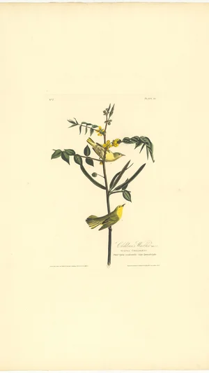 Children's Warbler (Plate 35)