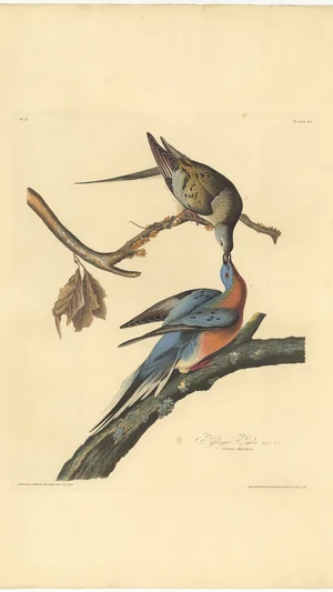 Passenger Pigeon (Ectopistes Migratoria), Plate 62