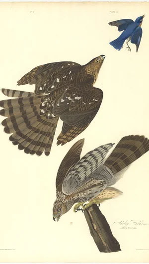 Stanley Hawk. Eastern Blue Bird.
