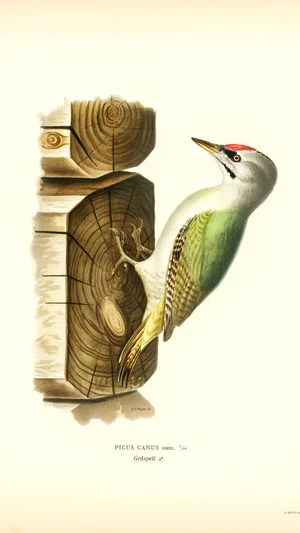 Picus Canus (Grey-headed Woodpecker)
