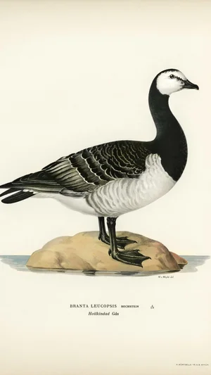 Barnacle Goose