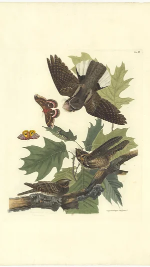 Whip-poor-will (Caprimulgus vociferus)