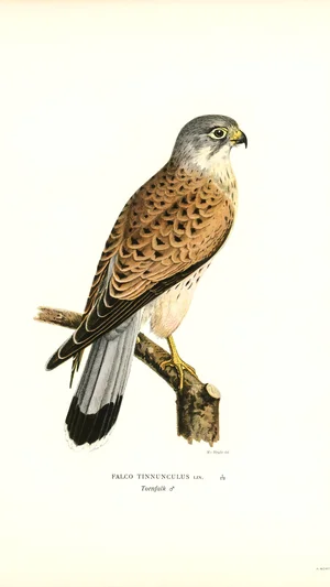 Common Kestrel (Falco Tinnunculus)