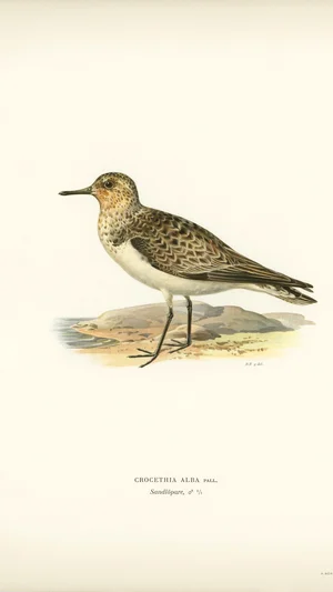 Sanderling (Crocethia alba)