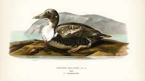 Common Eider (Somateria mollissima)