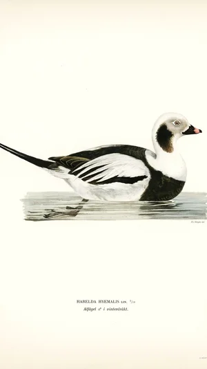 Long-tailed Duck (Harelda hyemalis), Male in Winter Plumage